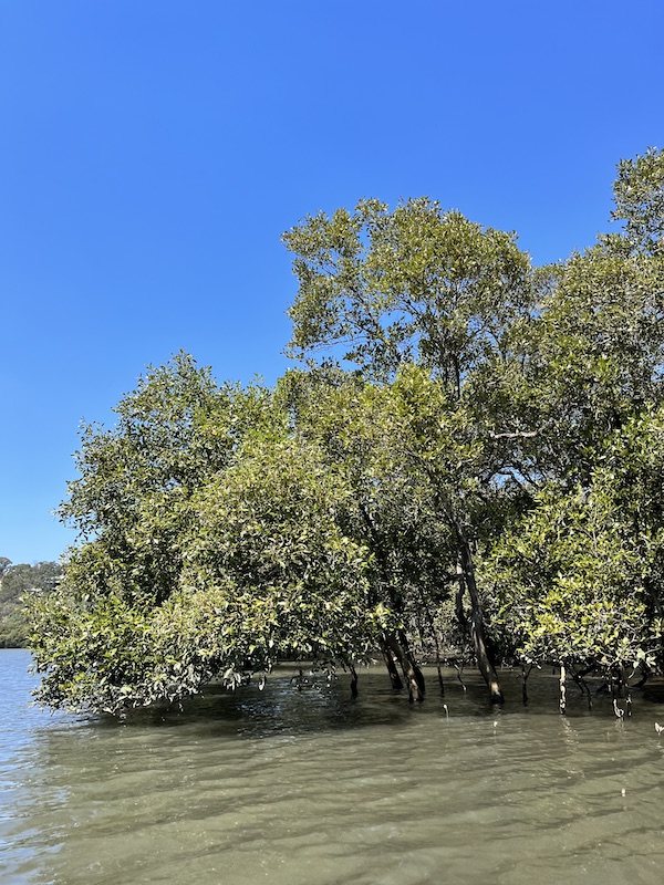 Mangroves